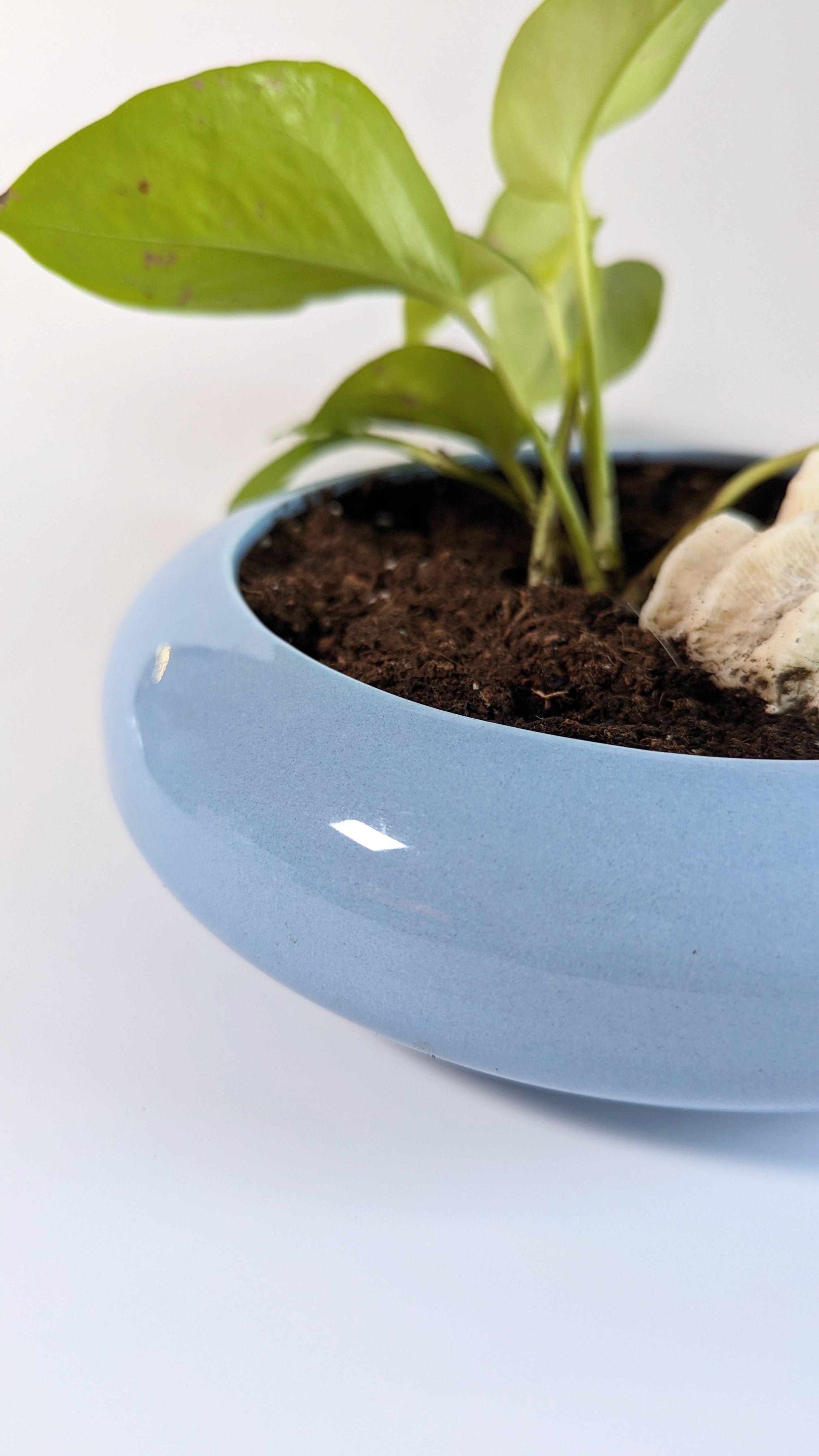 Vintage Ceramic Saucer Planters